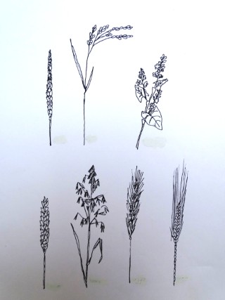 boven: spelt, rijst, boekweit onder: tarwe, haver, rogge, gerst